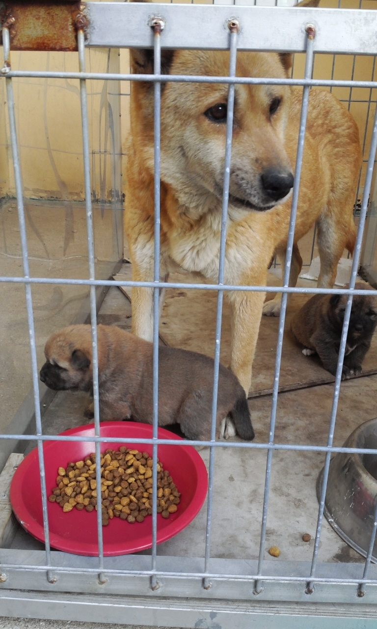 유기견 보호에 관한 공고입니다. 첨부이미지 : 유기견.JPG