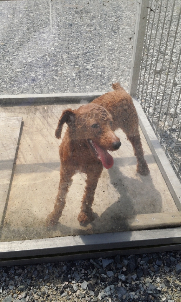 잃어버린 개 찾아가세요~ 첨부이미지 : 유기견.JPG