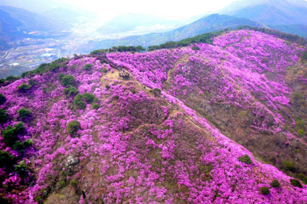 <제11회 강화군 고려산 진달래축제>안내 첨부이미지 : 고려산 진달래 (3).jpg