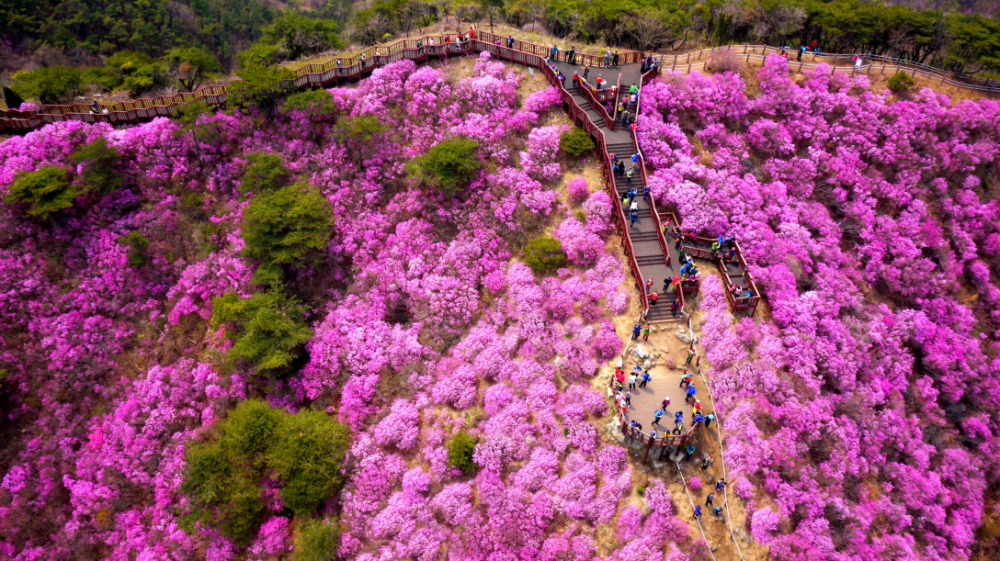 <제11회 강화군 고려산 진달래축제>안내 첨부이미지 : 고려산 진달래 (2).jpg