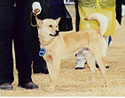 11th Award Winning Dogs photo