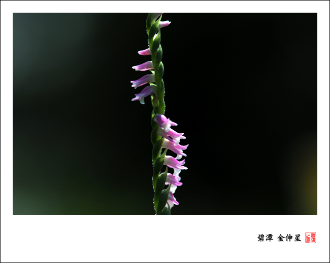 진도의야생화(타래난초) 첨부#2