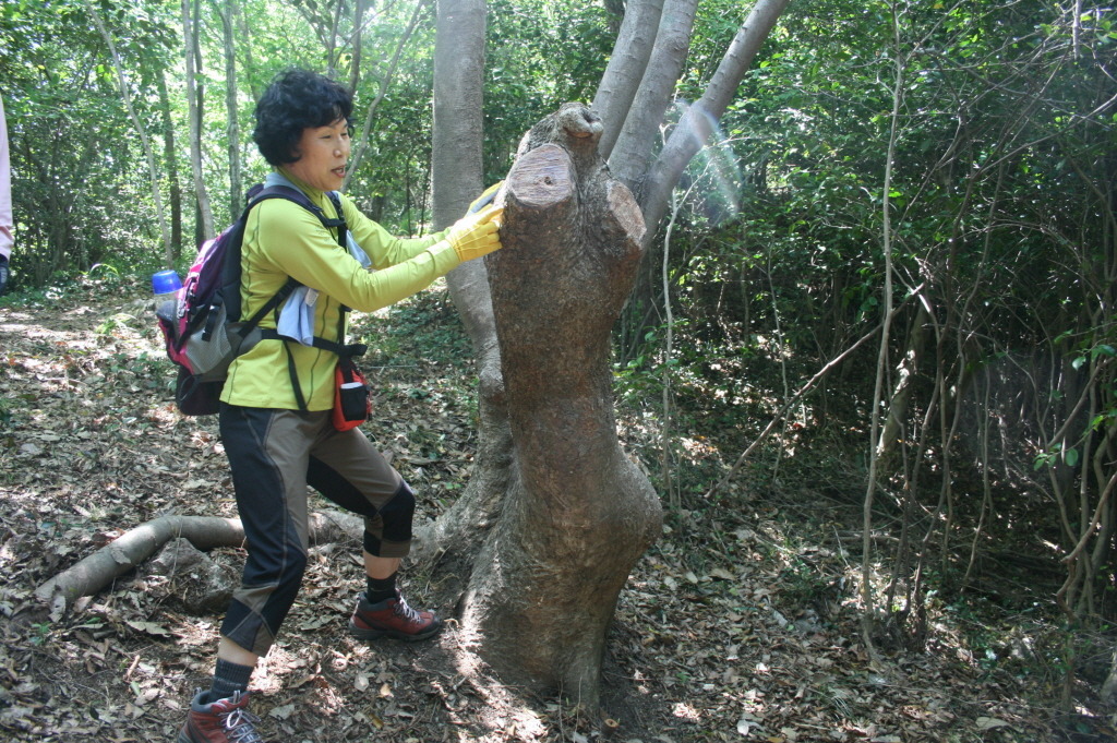 연리목(連理木) (사랑 이야기) 첨부#3