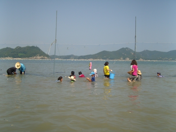 임회 죽림 개매기 체험 현장 첨부#2