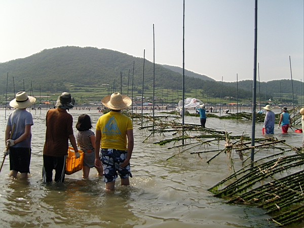 임회 죽림 개매기 체험 현장 첨부#4