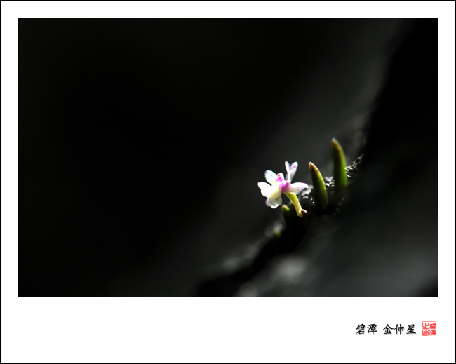 진도의야생화(지네발난2) 첨부#3