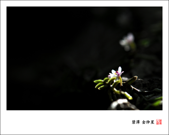 진도의야생화(지네발난2) 첨부#5