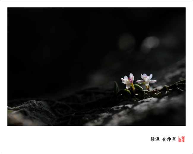 Re:진도의야생화(지네발난) 첨부#2