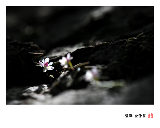 Re:진도의야생화(지네발난) 첨부#3