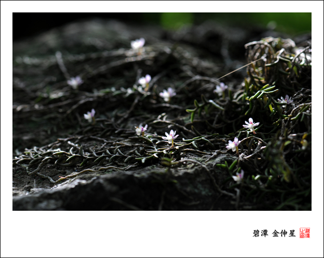 Re:진도의야생화(지네발난) 첨부#5