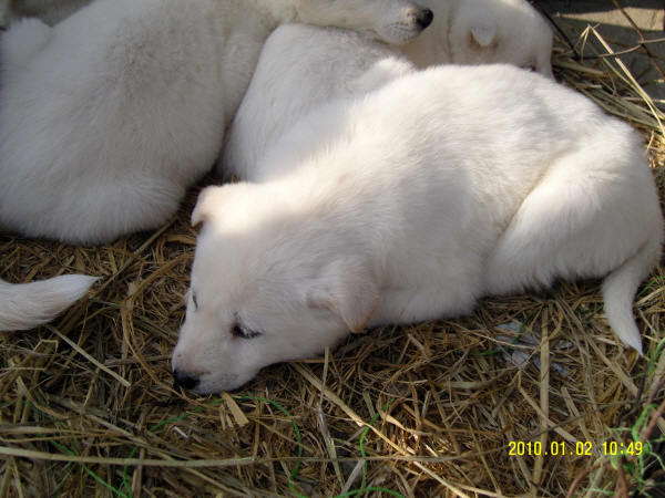 진도읍 5일장 첨부#3