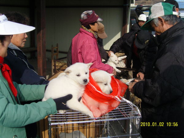 진도읍 5일장 첨부#4