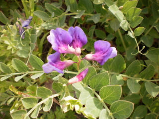 5월의 접도 웰빙꽃 1. 첨부#2