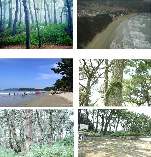 제11회 아름다운 숲 전국대회 대상 수상지 첨부#2