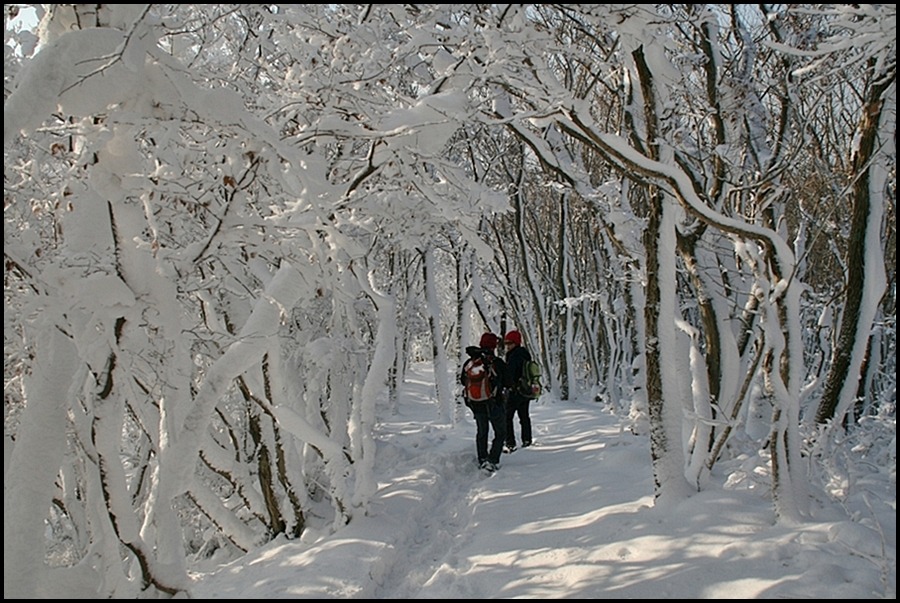2011년1월1일 접도웰빙등산로 설경. 첨부#6