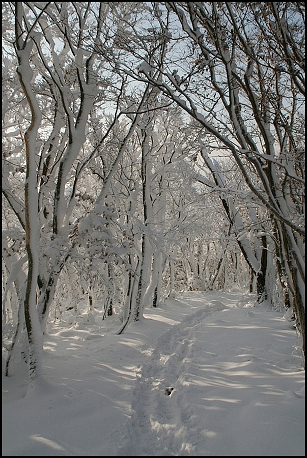 2011년 1월 1일 신년산행객이 제공한 웰빙등산로 설경. 첨부#2
