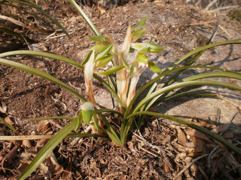 접도웰빙등산로의 보춘화 첨부#2