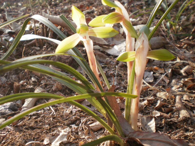 접도웰빙등산로의 보춘화 첨부#3