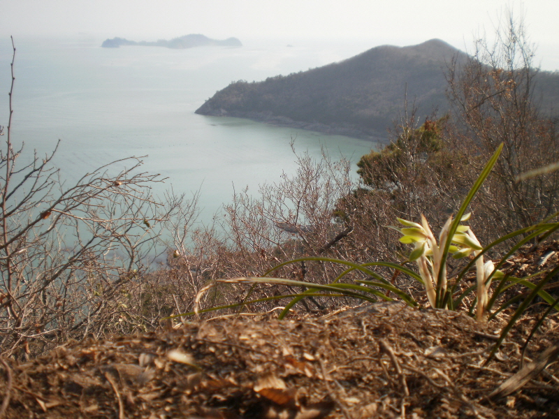 접도웰빙등산로의 보춘화 첨부#4