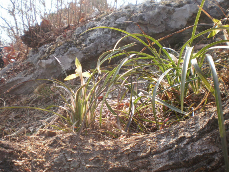 접도웰빙등산로의 보춘화 첨부#5