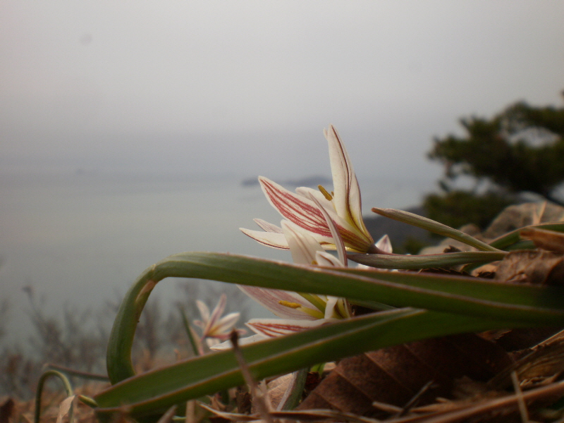 산자고(까치무릇) 첨부#2