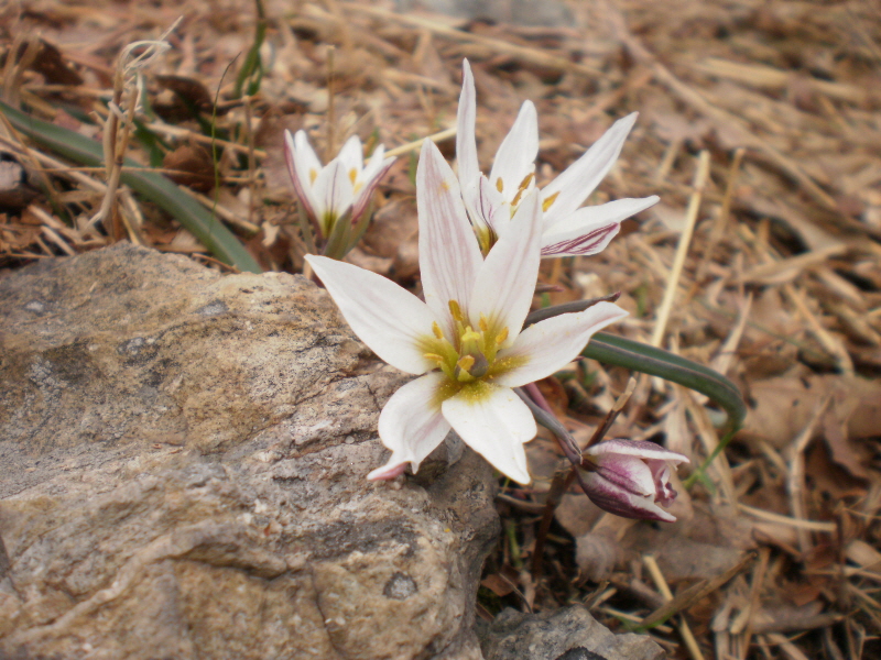 산자고(까치무릇) 첨부#3