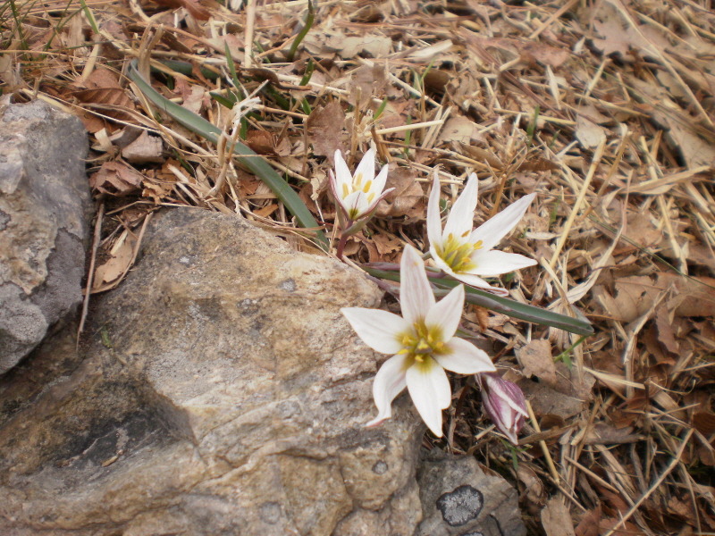 산자고(까치무릇) 첨부#5