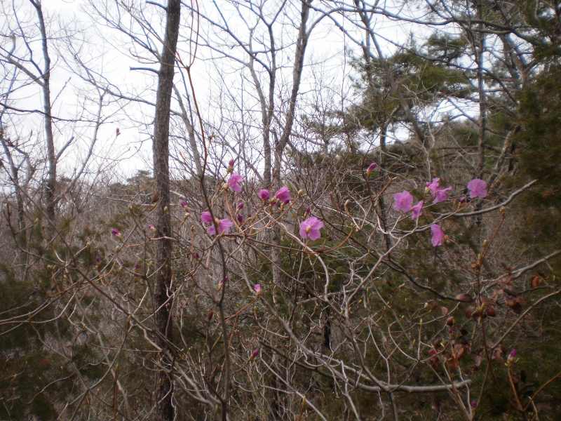 약이되는섬 웰빙접도에 열번째핀, 진달래. 첨부#3