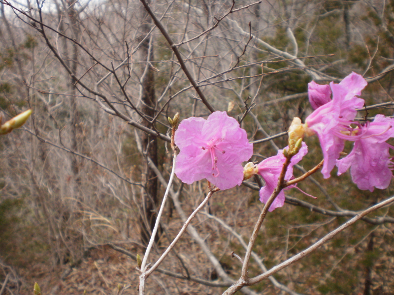 약이되는섬 웰빙접도에 열번째핀, 진달래. 첨부#4