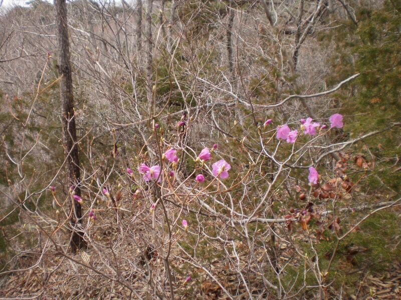 약이되는섬 웰빙접도에 열번째핀, 진달래. 첨부#5