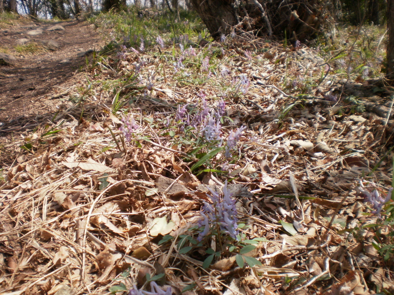 약이되는섬 진도접도웰빙길 첨부#5