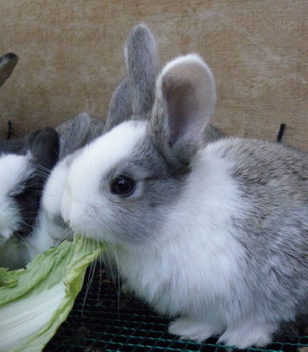 귀여운 토끼 첨부#2