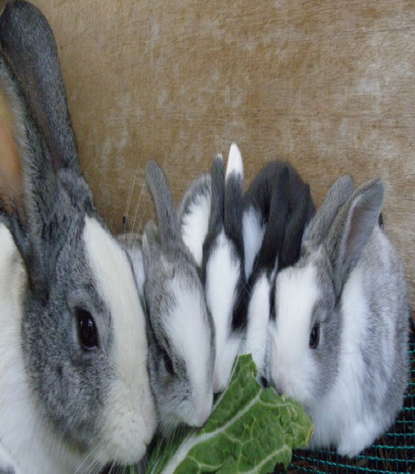 귀여운 토끼 첨부#3