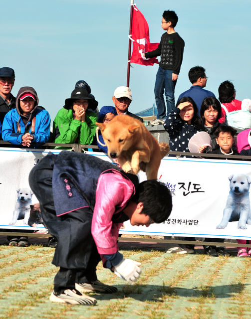 전라남도후원 진도개공연단 첨부#4
