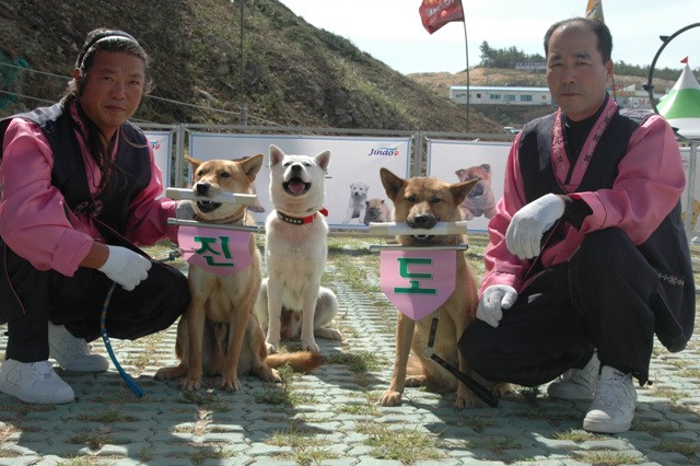 전라남도후원 진도개공연단 첨부#5