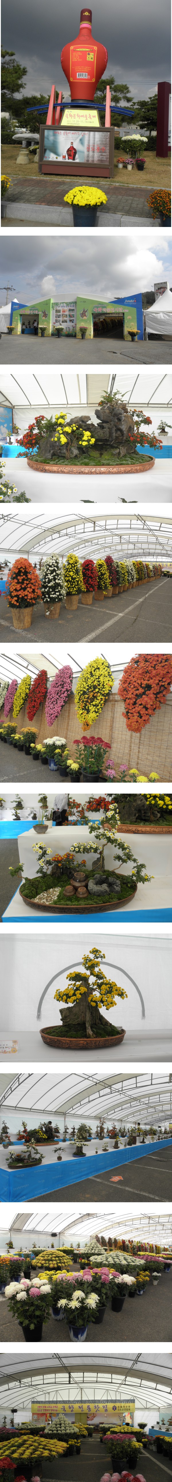 국화축제 첨부#2