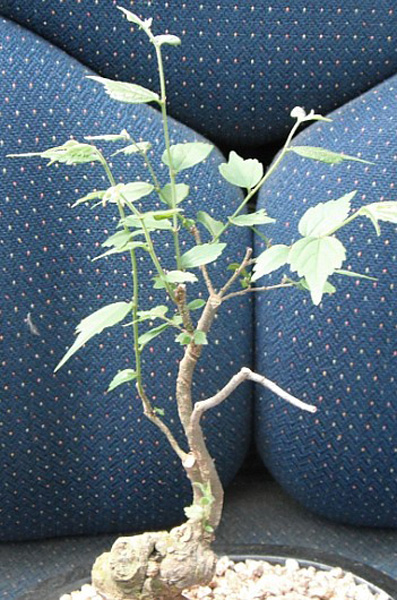 진도산 팽나무 이미지