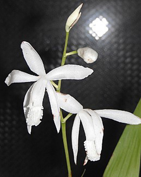 백색 자란꽃 이미지