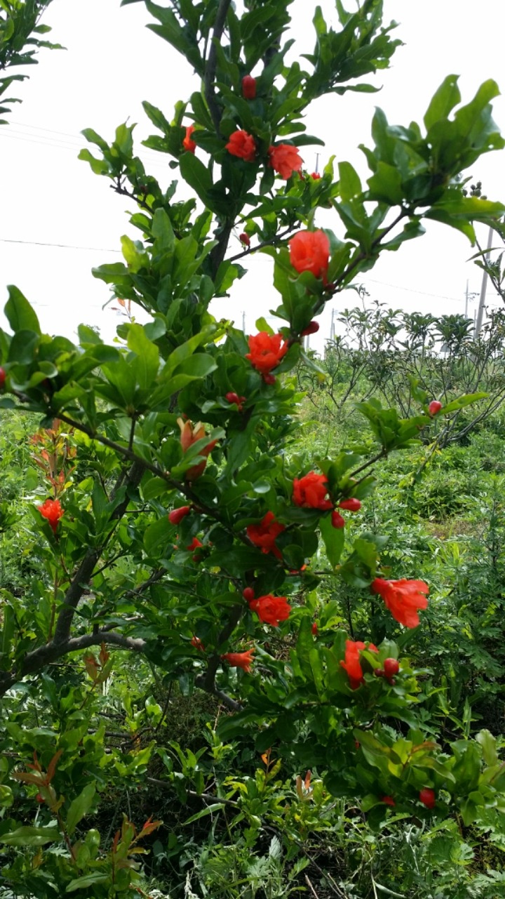 비파수확 석류꽃피고 첨부#2