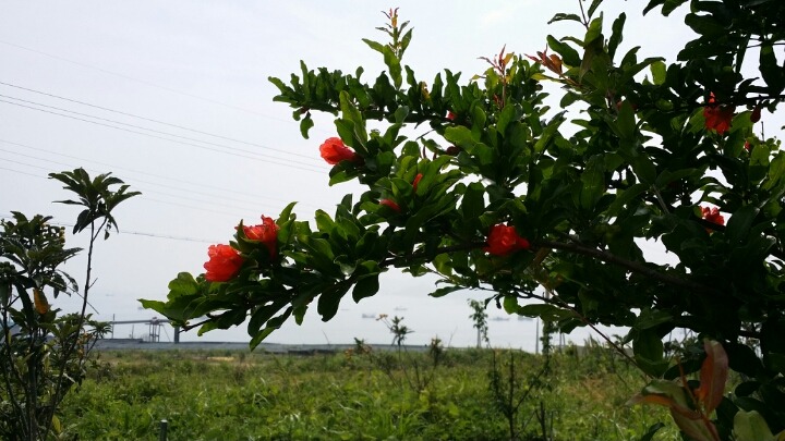비파수확 석류꽃피고 첨부#3
