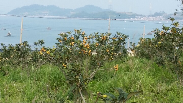 비파수확 석류꽃피고 첨부#5