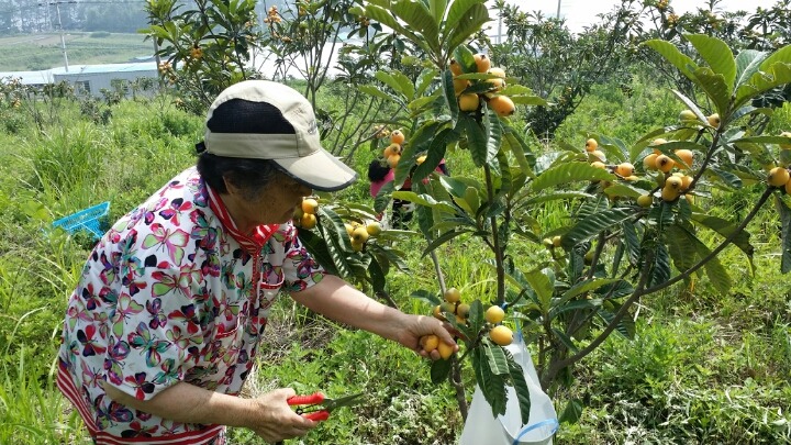 비파수확 석류꽃피고 첨부#6