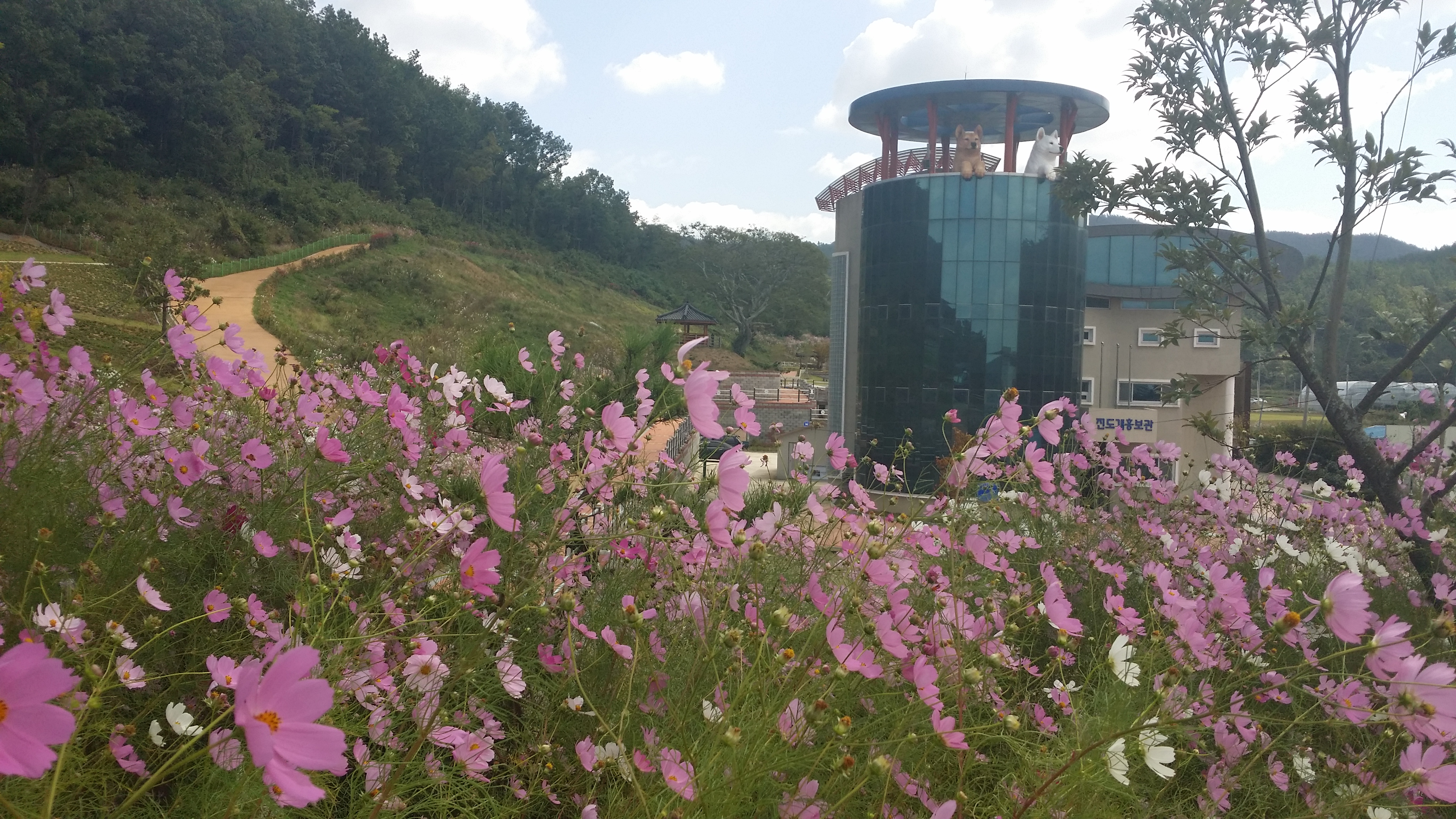 진도개테마파크, 코스모스 엄청 피었네요 첨부#2