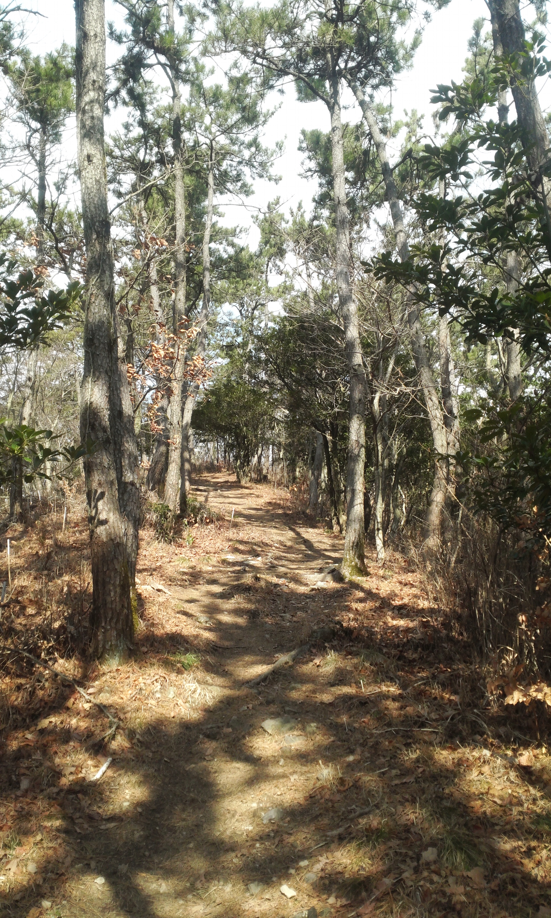 몸과 마음의 최적의 힐링로 "아리산" 첨부#3