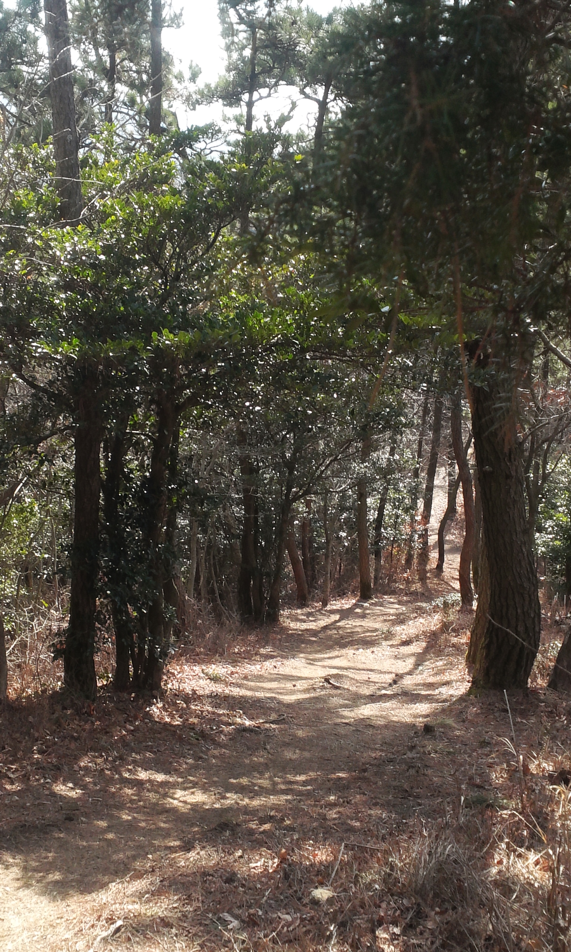 몸과 마음의 최적의 힐링로 "아리산" 첨부#4