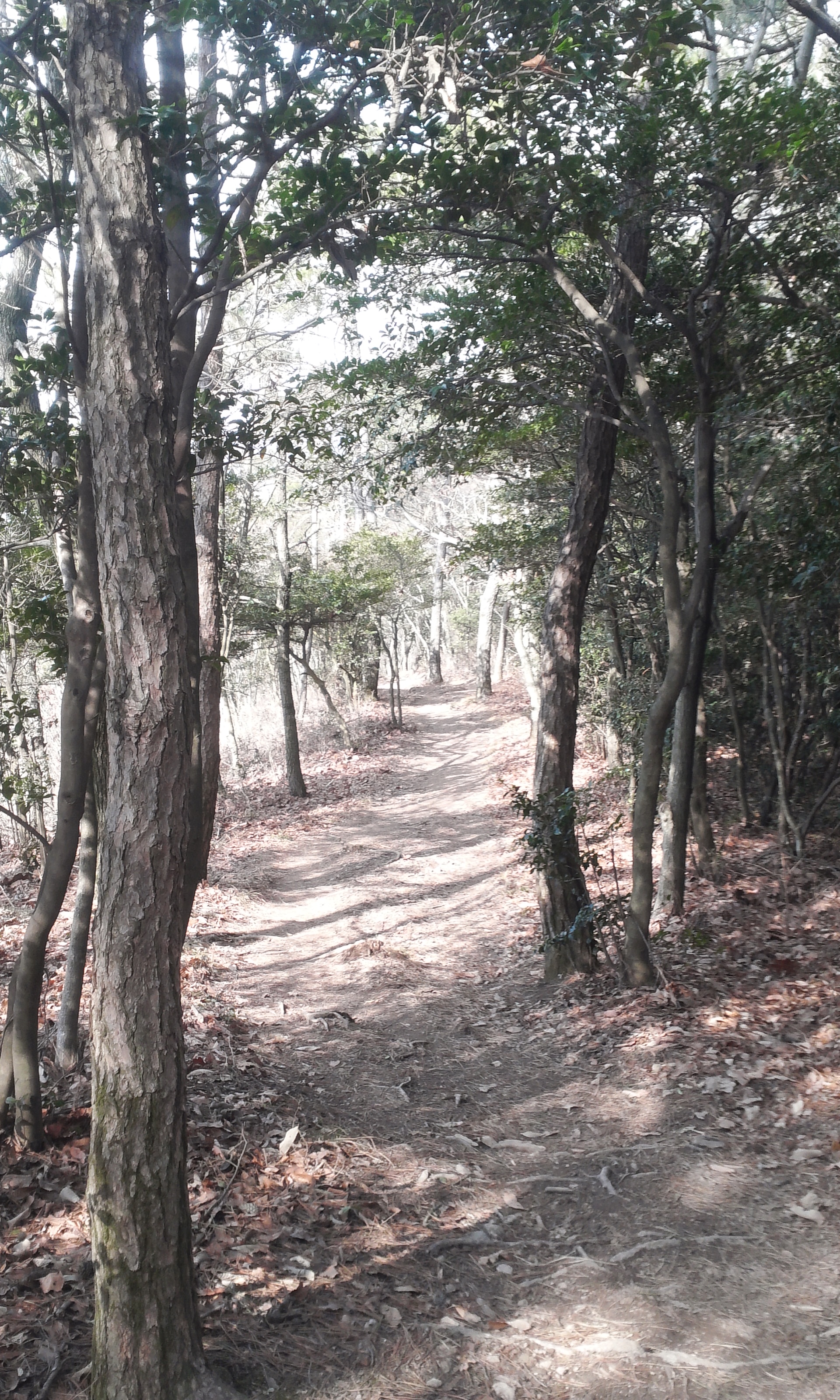 몸과 마음의 최적의 힐링로 "아리산" 첨부#6