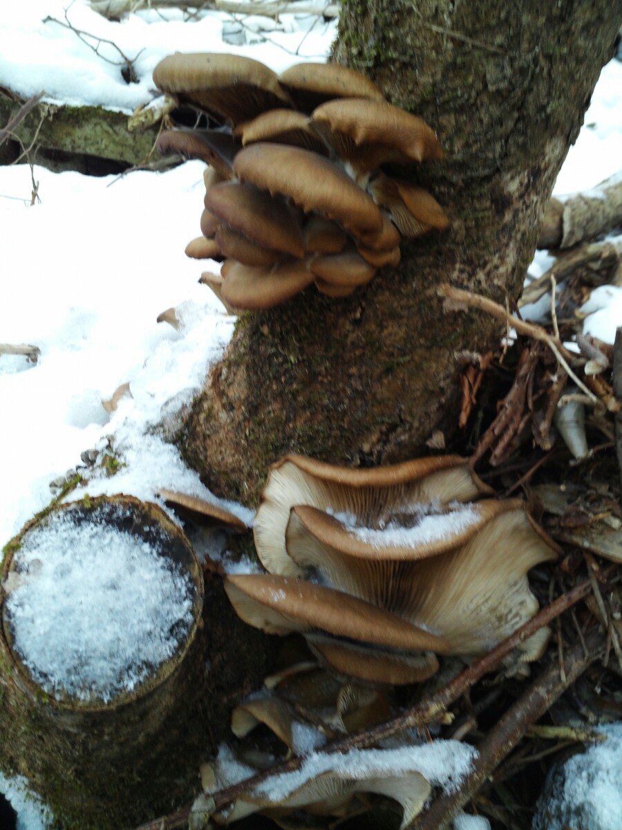 자연산느타리버섯 이미지