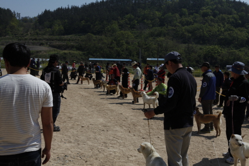 제2회 진도개의 날 첨부#2
