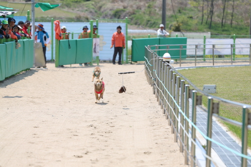 제2회 진도개의 날 첨부#7
