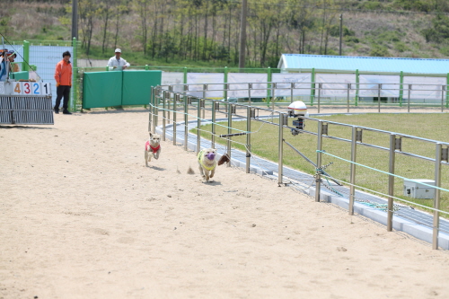 제2회 진도개의 날 첨부#8